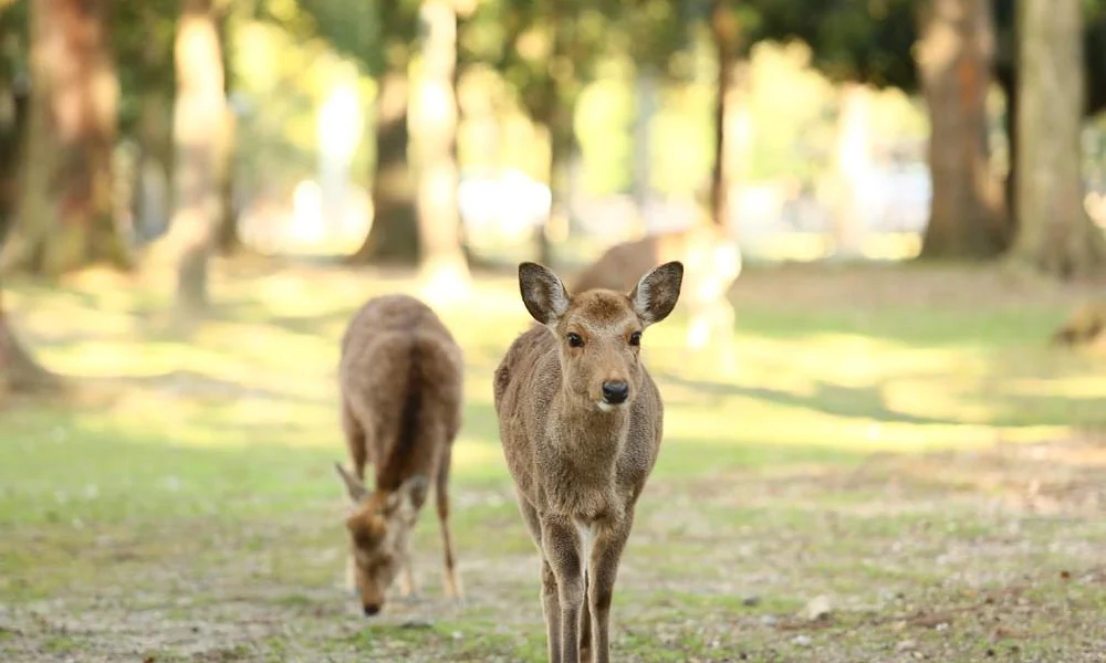 Events and Experiences