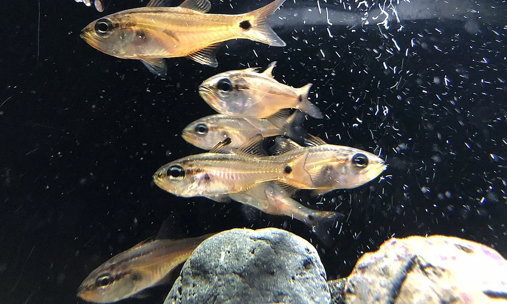 Events and experiences